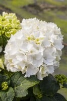 Hydrangea macrophylla Schneeball 30- 40 cm