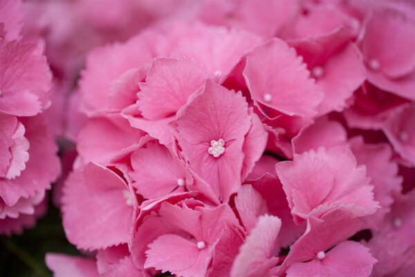 Hydrangea mac. Schöne Bautznerin 30- 40 cm