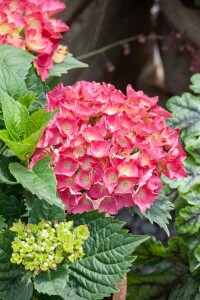 Hydrangea mac. Schöne Bautznerin 30- 40 cm