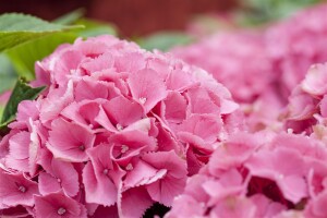 Hydrangea mac. Schöne Bautznerin 30- 40 cm