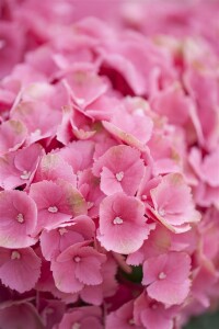 Hydrangea mac. Schöne Bautznerin 30- 40 cm