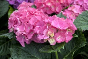 Hydrangea mac. Schöne Bautznerin 30- 40 cm