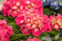 Hydrangea mac. Schöne Bautznerin 30- 40 cm