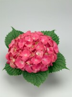 Hydrangea mac. Schöne Bautznerin 30- 40 cm