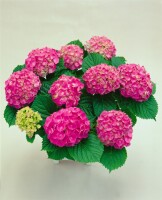 Hydrangea mac. Schöne Bautznerin 30- 40 cm