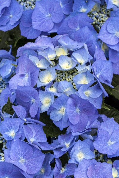 Hydrangea macrophylla Blaumeise 30- 40 cm