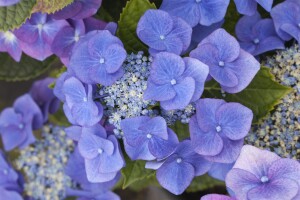 Hydrangea macrophylla Blaumeise 30- 40 cm