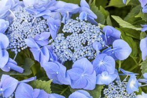 Hydrangea macrophylla Blaumeise 30- 40 cm