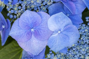 Hydrangea macrophylla Blaumeise 30- 40 cm