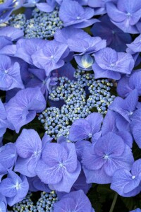 Hydrangea macrophylla Blaumeise 30- 40 cm