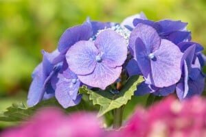 Hydrangea macrophylla Blaumeise 30- 40 cm