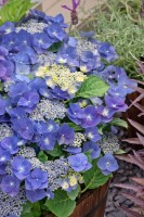 Hydrangea macrophylla Blaumeise 30- 40 cm