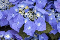 Hydrangea macrophylla Blaumeise 30- 40 cm