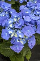 Hydrangea macrophylla Blaumeise 30- 40 cm