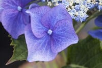 Hydrangea macrophylla Blaumeise 30- 40 cm