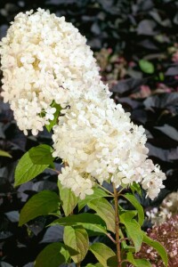 Hydrangea paniculata Bobo 40- 60 cm