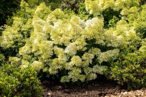 Hydrangea paniculata Bobo 40- 60 cm