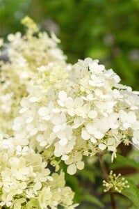 Hydrangea paniculata Bobo 40- 60 cm