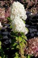 Hydrangea paniculata Bobo 40- 60 cm