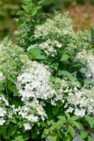 Hydrangea paniculata Bobo 40- 60 cm