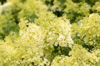 Hydrangea paniculata Bobo 40- 60 cm