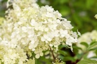 Hydrangea paniculata Bobo 40- 60 cm