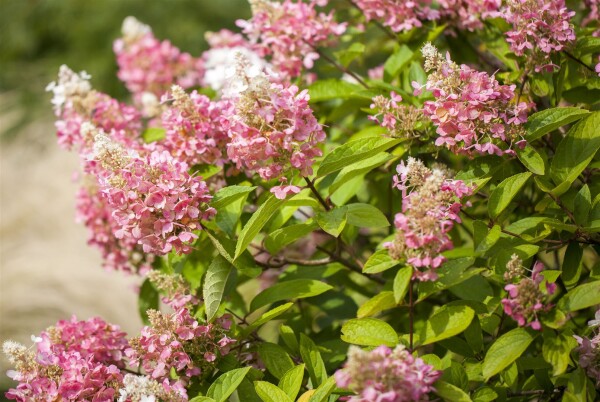 Hydrangea paniculata Diamant Pink 3 L 40-  60