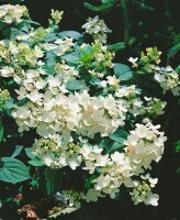 Hydrangea paniculata Diamant Pink 3 L 40-  60