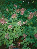 Hydrangea paniculata Diamant Pink 3 L 40-  60