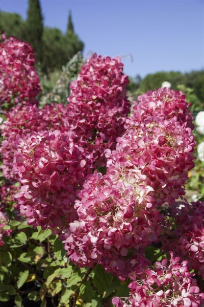 Hydrangea paniculata Diamond Rouge  -R- 5L 40-  60