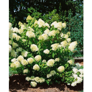 Hydrangea paniculata Limelight  -S- C 40-  60