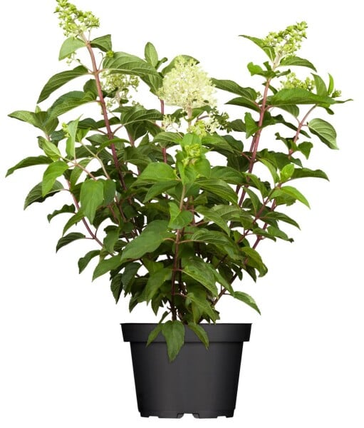 Hydrangea paniculata Limelight  -S- 60- 100 cm