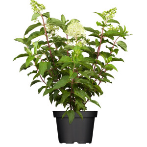 Hydrangea paniculata Limelight  -S- 60- 100 cm