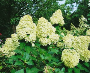 Hydrangea paniculata Limelight  -S- 60- 100 cm