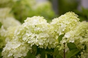 Hydrangea paniculata Limelight  -S- 60- 100 cm