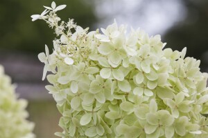 Hydrangea paniculata Limelight  -S- 60- 100 cm