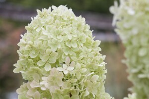 Hydrangea paniculata Limelight  -S- 60- 100 cm