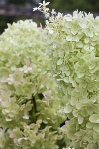 Hydrangea paniculata Limelight  -S- 60- 100 cm