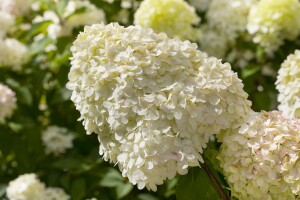 Hydrangea paniculata Limelight  -S- 60- 100 cm