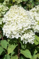 Hydrangea paniculata Limelight  -S- 60- 100 cm