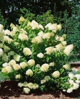 Hydrangea paniculata Limelight  -S- 60- 100 cm