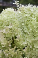 Hydrangea paniculata Limelight  -S- 60- 100 cm