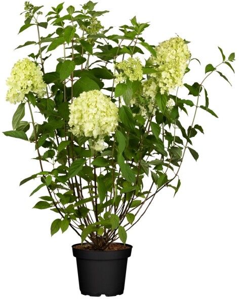 Hydrangea paniculata Limelight  -S- 100- 125 cm