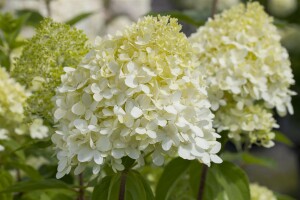 Hydrangea paniculata Limelight  -S- 100- 125 cm