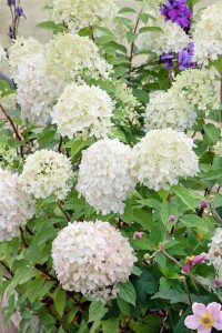 Hydrangea paniculata Limelight  -S- 100- 125 cm