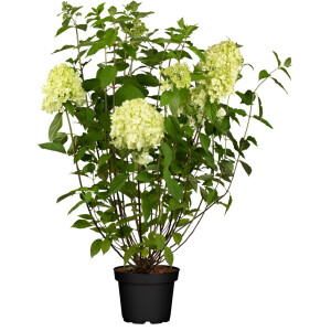 Hydrangea paniculata Limelight  -S- C 100- 125
