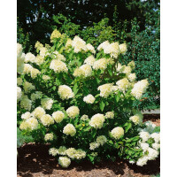 Hydrangea paniculata Limelight  -S- Sta C 10       Krone mehrj.   Stammhöhe 80 cm + Krone