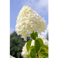 Hydrangea paniculata Limelight  -S- Sta C 10       Krone mehrj.   Sth. 80-