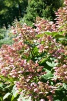 Hydrangea paniculata Little Quick Fire 40- 60 cm