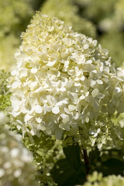 Hydrangea paniculata Magical® Mont Blanc 30- 40 cm